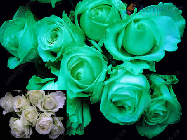 svetyaschiesya tsvetyi 4